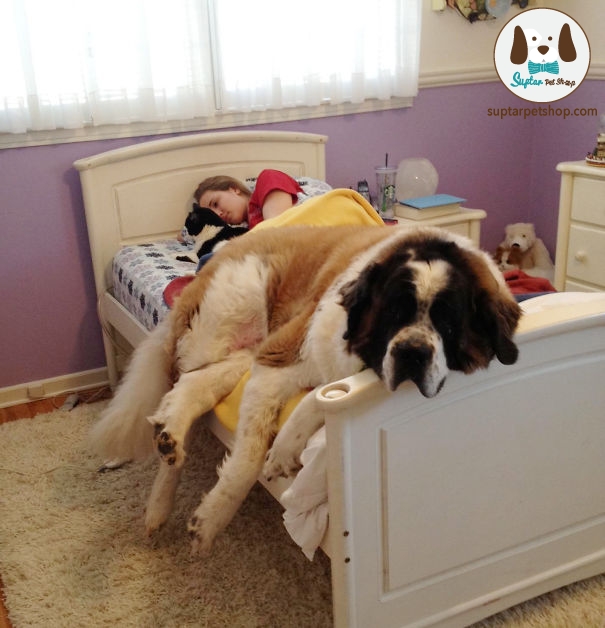 dog-sleeping-bed-funny-animal-photos-25__605.jpg