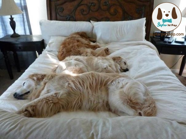 dog-sleeping-bed-funny-animal-photos-12__605.jpg