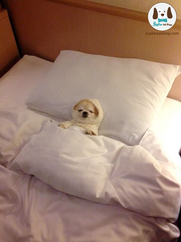dog-sleeping-bed-funny-animal-photos-10__605.jpg