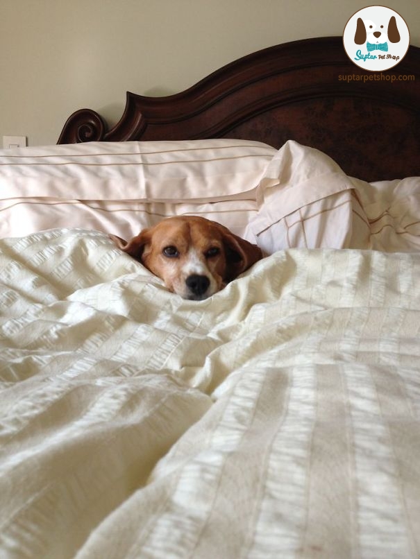 dog-sleeping-bed-funny-animal-photos-18__605(1).jpg