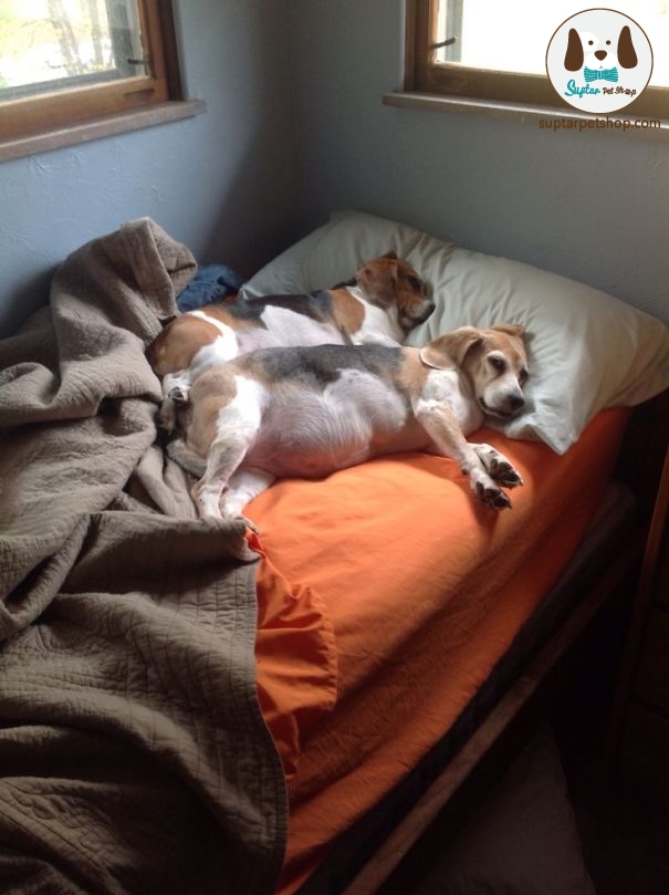 dog-sleeping-bed-funny-animal-photos-16__605.jpg