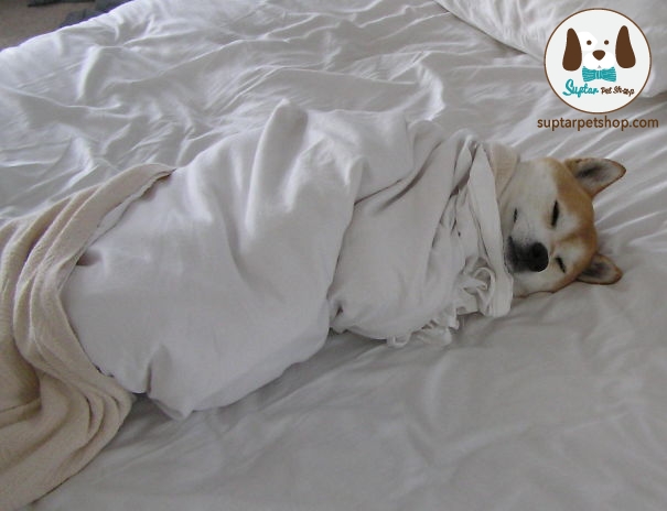 dog-sleeping-bed-funny-animal-photos-11__605.jpg