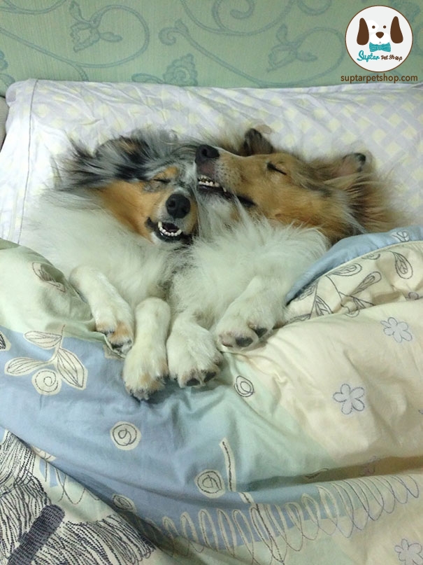 dog-sleeping-bed-funny-1001__605.jpg