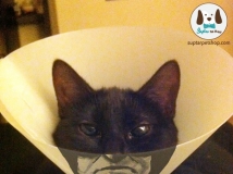 Awesome Pet Cones ไอเดียเกร๋ๆ collar cones จานดาวเทียมน้องหมาสุดเกร๋