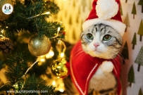 เสื้อสุนัข เสื้อแมว ชุดซานต้าครอส Christmas dog costume ชุดแฟนซีหมา แมว , ชุดคริสมาส , ชุดซานตาครอส หมวกซานต้า หมวกกวางเรนเดียร์ ผ้าคลุมซานต้า ผ้าพันคอซานต้า เสื้อกันหนาวหมาแมว