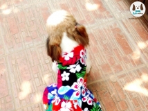 จำหน่ายเสื้อผ้ากระโปรงหมา ลายดอกไม้ สีสดใส ต้อนรับวันสงกรานต์ พาน้องหมา แมว เล่นน้ำกัน