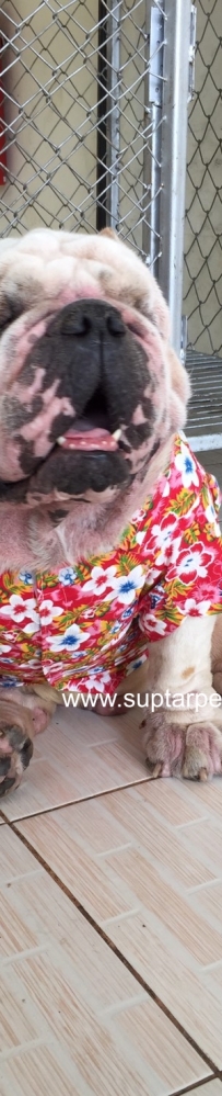 เสื้อเชิ๊กลายดอก สีชมพู ต้อนรับวันสงกรานต์ น้องหมา น้องแมว