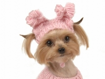 หมวกสุนัข แฟชั่นหมวกน่ารักๆ น้องหมา แมว แฟชั่นหมวกสัตว์เลี้ยงเท่ห์ๆ จากเกาหลี ญี่ปุน