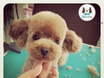 แบบขน พุดเดิ้ล ย้อมสี แฟชั่น ชิคๆ สำหรับคนรัก พุดเดิ้ล  Poodle grooming  hairstyles