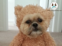 เมื่อน้องหมาใส่ชุด Teddy bear ชุดแฟนซีสุนัข ที่ใส่แล้วเนียนไปกับตุ๊กตาหมีเลย