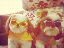 แฟชั่นแว่นตาสุนัข จากเมืองนอก ทั้งเกาหลี ญี่ปุ่น น้องหมาเท่ห์กันเล้ยย ภาพสวยๆ