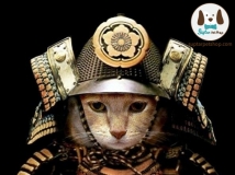 แมวสัญชาติญี่ปุ่น แฟชั่นแต่งตัว แมว สไตส์ โบราณ กิโมโนแมว เม๊ยว