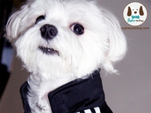 ชุดกีฬาสุนัข Adidas Original Dog Clothes ในตำนาน ไม่มีผลิตที่ไหน เพราะ DIY Adidas dog track suit