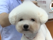 ทรงขนน้องหมา แฟชั่นล่าสุดเจ้าเกาหลี บอกเลยว่า ตัดขนสุนัข แบบนี้คนไม่มองให้รู้ไป