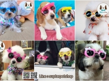 glasses dog แฟชั่นแว่นตาน้องหมา ถ่ายรูปแล้ว เท่ห์ สวย กันถ้วนหน้า