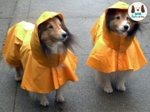 เสื้อกันฝนน้องหมา น้องแมว น่ารักๆ Rain coats สีสันสดใส จากต่างประเทศ