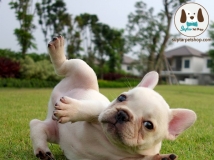 เฟรนช์ บูลด็อก (French Bulldog) บลูด๊อกยิ้มแป้นแบบนี้เคยเห็นไหม ภาพหมาน่ารักเว่อร์