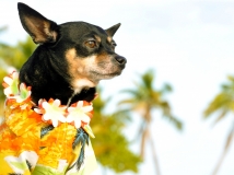 เสื้อลายดอก เสื้อสงกรานต์ เสื้อซัมเมอร์ เที่ยวทะเล สุนัข หมาแมว สีสดใส ต้อนรับสงกรานต์ 2558