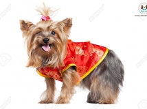 ชุดจีนสุนัข ชุดกี่เพ้าหมา แมว Pet dog clothes of Chinese New Year ราคาถูกผ้าดี หลายสี