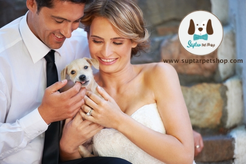 bride-and-groom-with-dog-Yuri-Arcurs-shuttstock1.jpg