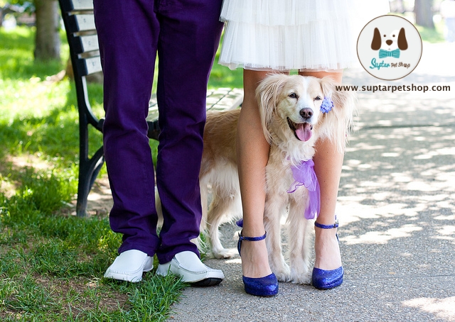Dog-Accessories-for-Wedding-Day.jpg