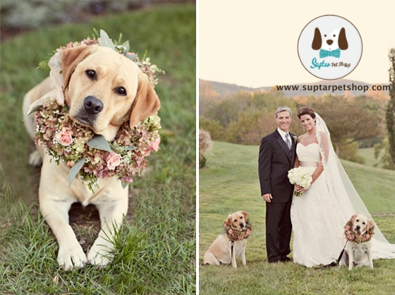 dogs-at-weddings.jpg