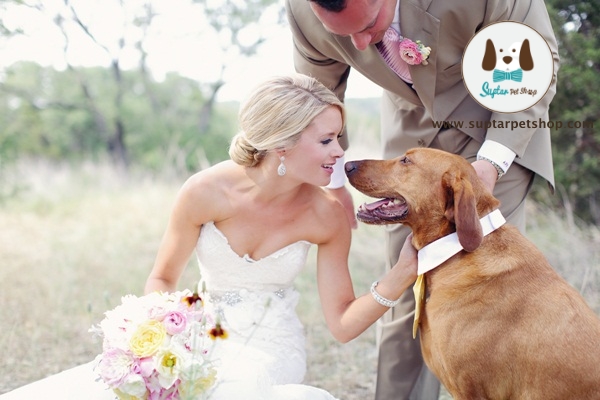 Dogs-In-Weddings-11.jpg
