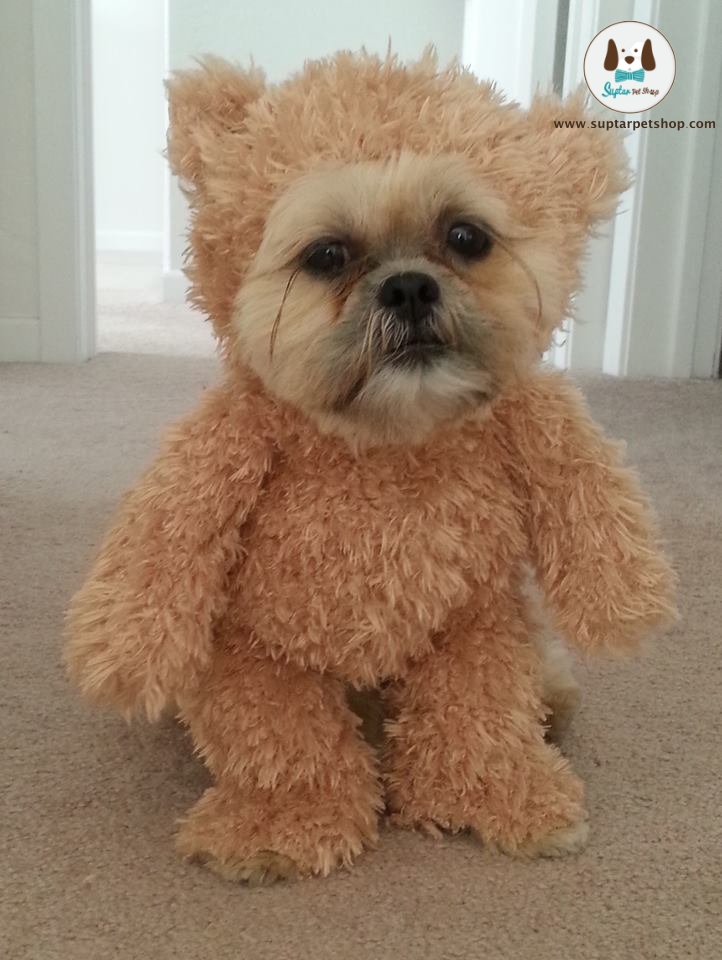 munchkin-teddy-bear-1.jpg
