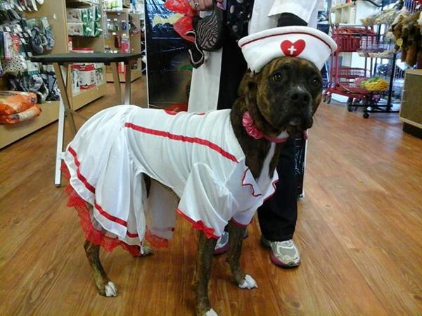 cutie-nurse-halloween-dog-costume-12286.jpg