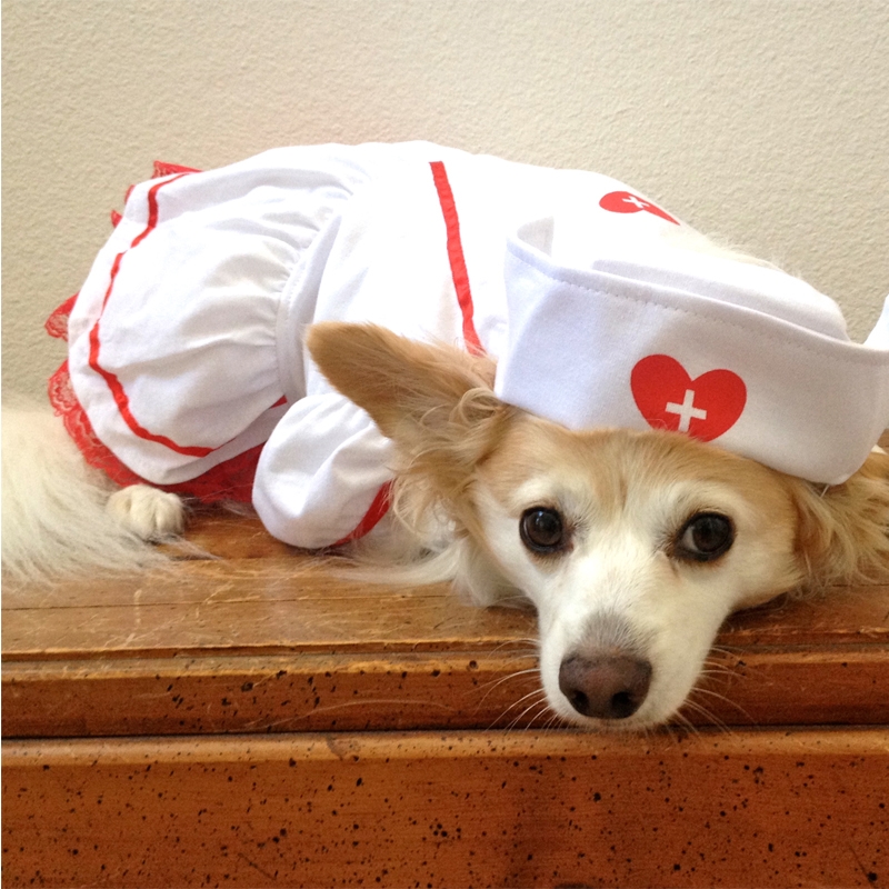 Sweet-Heart-Nurse-Dog-Costume-3.jpg