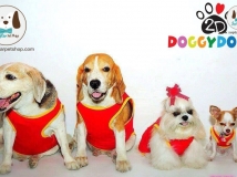 กี่เพ้าหมา ชุดหมา ชุดจีน ชุดตรุษจีน ทั้งน้องหมาเล็ก หมาใหญ่ หลายแบบหลายสี
