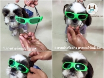 วิธีใส่แว่นกันแดดให้น้องหมา พร้อมปรับสายให้แน่นหลวมได้ไม่ยาก