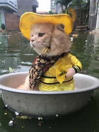 ชุดกี่เพ้าแมว  พร้อมซะขนาดนี้ น้ำท่วมแค่ไหน ก็ไม่หวั่นจ้า แฟชั่นเสื้อผ้าแมว ล้ำได้อีก น่ารักมากๆ